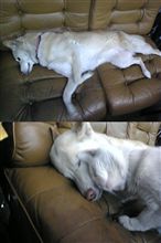やる気のない犬、それを励ます??猫