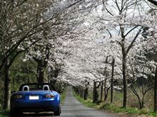 この春最後の桜ドライブ