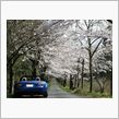 この春最後の桜ドライブ
