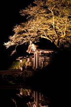 夜桜