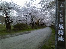 次の桜は(￣▽￣)ﾘﾍﾞﾝｼﾞ