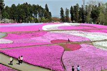 花の絨毯～♪
