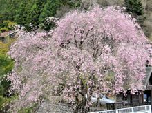 枝垂れ桜～♪
