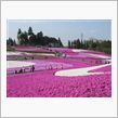 秩父市羊山公園・芝桜