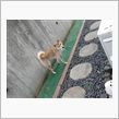 わん！