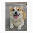 笑う動物