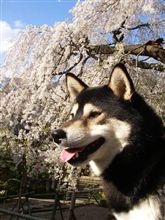 桜が似合うねぇ.....