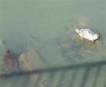 朝から亀頭が。。。。