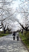 桜祭～