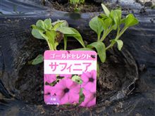 サフィニア植え付けました