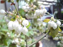 花満開おはゆう