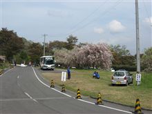 午後からは家族で花見にでも！