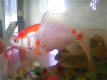 金魚♪