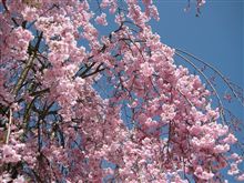 がいせん桜