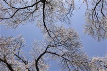 桜を探して三千里？