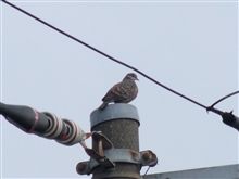 ここ数週間