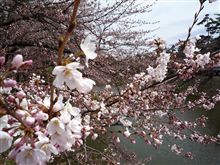 桜がきました 桜がきました