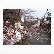 桜がきました