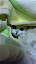 寒かったので～