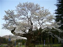 まだまだ、サクラ～サクラ～