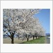 ４月１９日　本日はお花見サイ ...