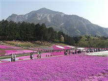 芝桜