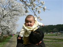 夏井千本桜