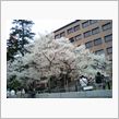 石割桜