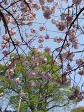 調布 から 西へ─　ウマイもん喰てかへるのよ～