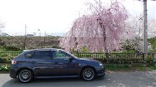 桜、咲いてます