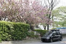 遅めの花見 遅めの花見
