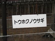 東北のウサギ