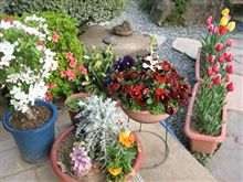 庭先の花がこんなに！！