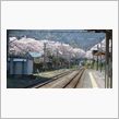桜の中の電車