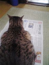 ねこのくせに～