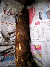 タケノコ