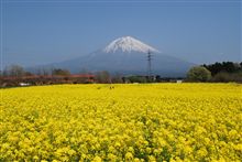 菜の花畑･･･♪