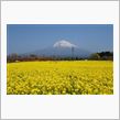 菜の花畑･･･♪