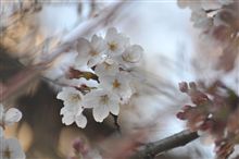 フォトギャラリーをアップしましたよ♪【天王川公園散策　（2009/03/31） 】
