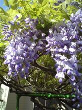 藤の花満開、おはゆう