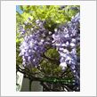 藤の花満開、おはゆう