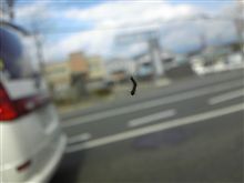 本日、クルマから見えたもの☆
