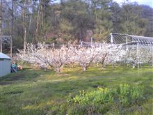 桜は終わりかけてますが