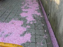 八重桜