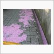 八重桜