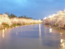満開のち雨