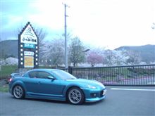 念願の…/今どき桜 念願の…/今どき桜