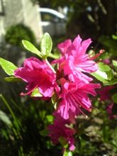 今日の花はつつじ、おはゆう