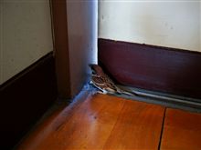 また珍客が