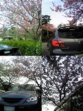 遅咲きの桜